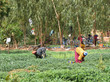 cultures maraîchères près de ouagadougou cultures maraîchères près de ouagadougou