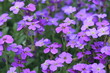 violet field #2