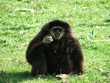 singe