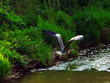 Foto: startender reiher startender reiher