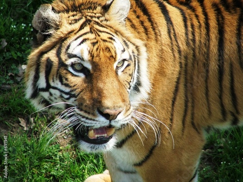 tigre