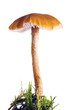 mushroom mushroom