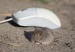 live mouse and computer mouse #1 of 4 live mouse and computer mouse #1 of 4