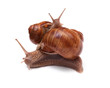 snails