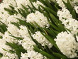 white hyacinths