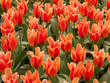 tulip field
