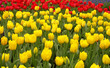 tulip field