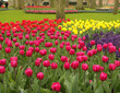tulip field