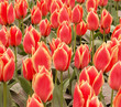 tulip field