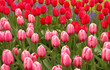 tulip field