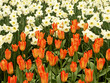 tulip and narcissus field