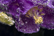 violet flower