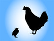 chicken