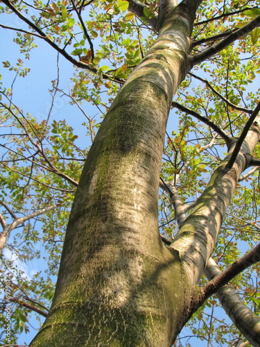 Photo: walnut-tree walnut-tree