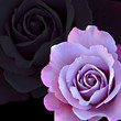 rosen zwei
