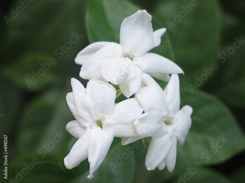 Photo: sampaguita flower sampaguita flower