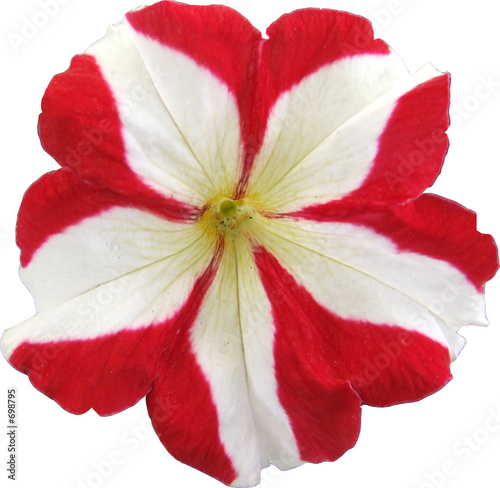 Photo: petunia rouge et blanc petunia rouge et blanc