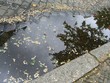pfütze und spiegelbild