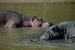 two sleeping hippos