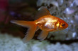 gold fish