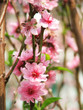 cherry blossom cherry blossom