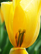 yellow tulip flower yellow tulip flower