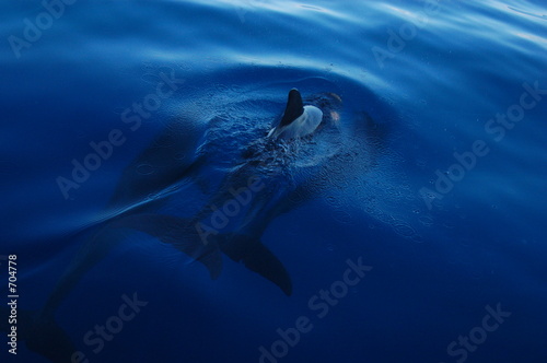ballet de dauphins ballet de dauphins