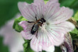 biene in blume