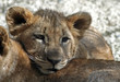 löwen baby