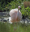 rosa flamingo