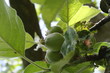 pommes en gestation