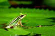 Photo: frog frog
