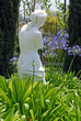 back of venus