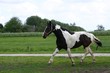 trotting horse