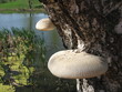 mushrooms