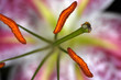 plante macro