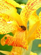 canna indica - tropicanna