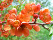 quince quince