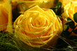 gelbe rose