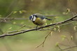 budding bluetit