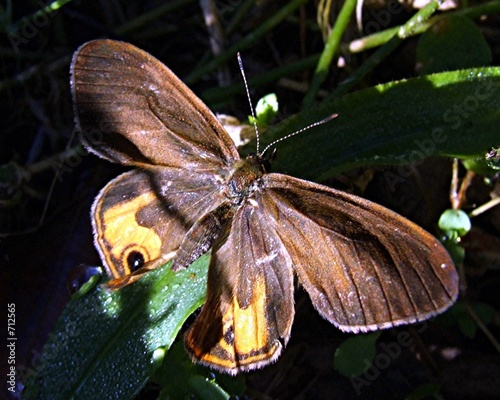 Foto: moth 33 moth 33