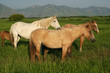 horses grazing