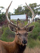 stag