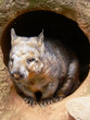 wombat