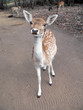 deer