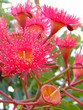 eucalyptus flower