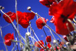 Foto: coquelicots coquelicots