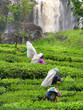sri lanka tea pickers