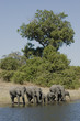 Photo: elephant elephant
