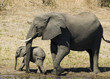Photo: elephant elephant